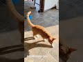 Wait for their reaction! 😂 #funnycats #shorts ​#catsoftiktok #funnyanimals #cattok #humor