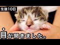 生後10日目の赤ちゃん子猫の目が開きました！【保護猫】