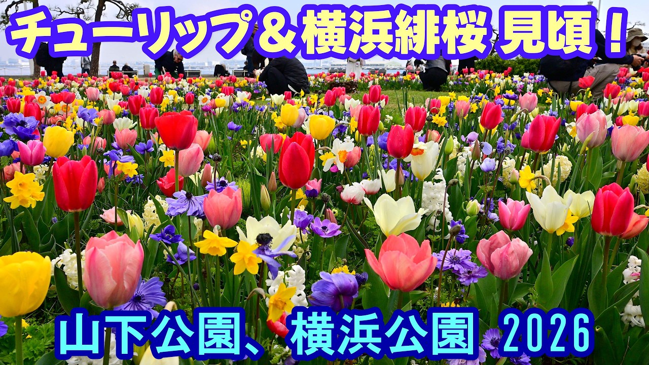4K】色艶やか「チューリップ＆横浜緋桜」見頃！＠山下公園、横浜公園