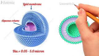 Liposomes in depth