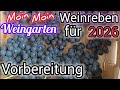 Weinrebe 2025. Vorbereitung für 2026