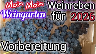 Weinrebe 2025. Vorbereitung für 2026