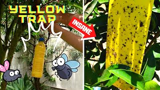 DIY YELLOW INSECT TRAP  HOMEMADE POWERFUL GLUE