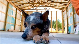 Dog Days of Summer are OVER// POLEBARN BUILD