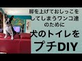 【アラフィフママの犬トイレDIY】脚を上げておしっこしてしまう犬達のためにトイレを作ったよ【DIY】アラフィフめぐみの初DIYチャレンジ( *｀艸´)