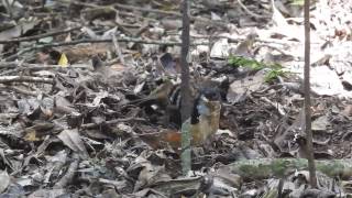 Bird-Watching Day Tour