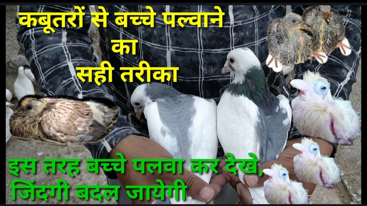 kabutar se bachche plawane ka tarika.kiya de khane me?