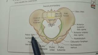 Female pelvis - Anatomical Introduction || OBG Nursing