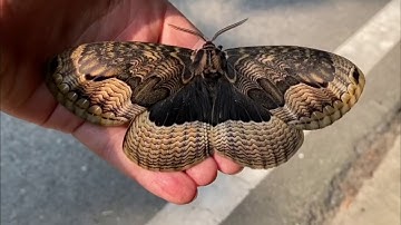 Brahmaea certhia, South Korea