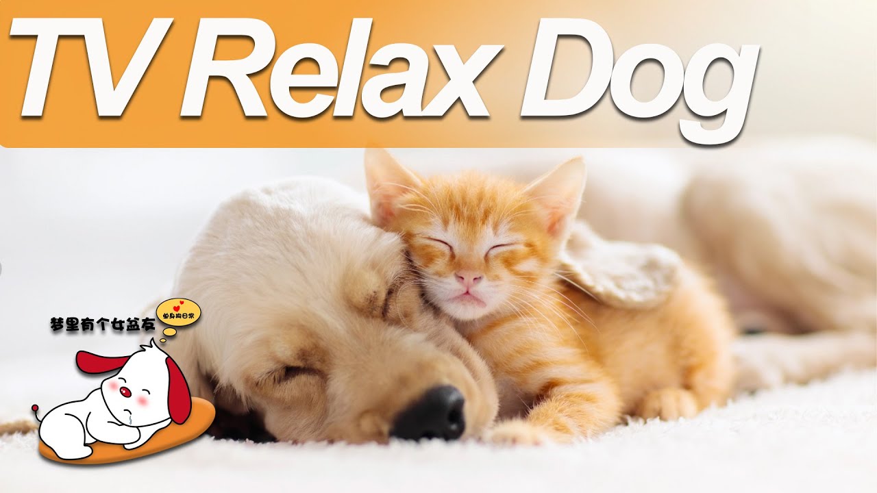 Help your Puppy go to Sleep 🐶The Ultimate Chillout Video for Dogs!🐺How