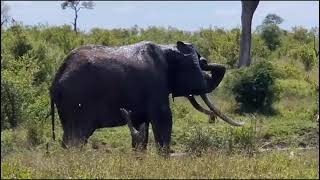 Big elephant bull with awesome tusks - Kruger Park by Awesome Kruger Park 1,794 views 4 months ago 4 minutes, 26 seconds