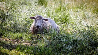 Mahurangi Regional Park  Auckland New Zealand (4K)