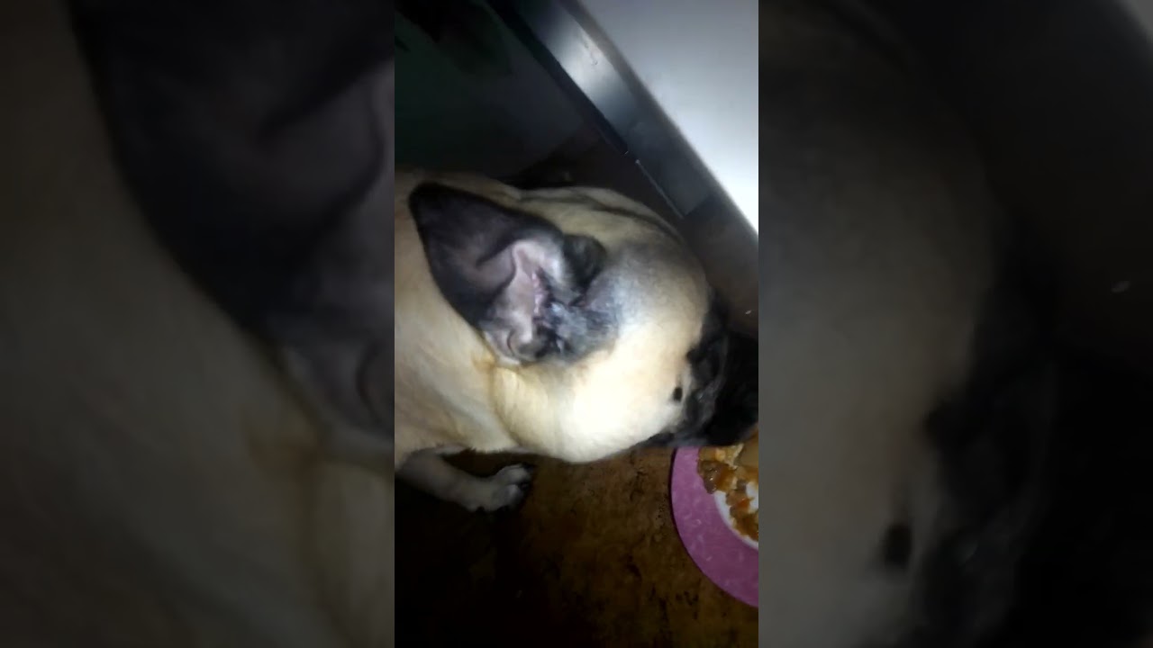 Ear🐕‍🦺looking🕵🏻‍♂️better🦥