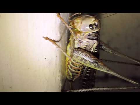 Decticus albifrons, the
