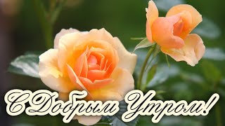 ❤️❤️❤️ПОЖЕЛАНИЕ НА ВЕСЬ ДЕНЬ❤️❤️❤️ С Добрым Утром Хорошего Дня. Доброе Утро! СТИХ