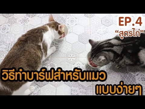 วีดีโอ: BARF - อาหารสำหรับแมว