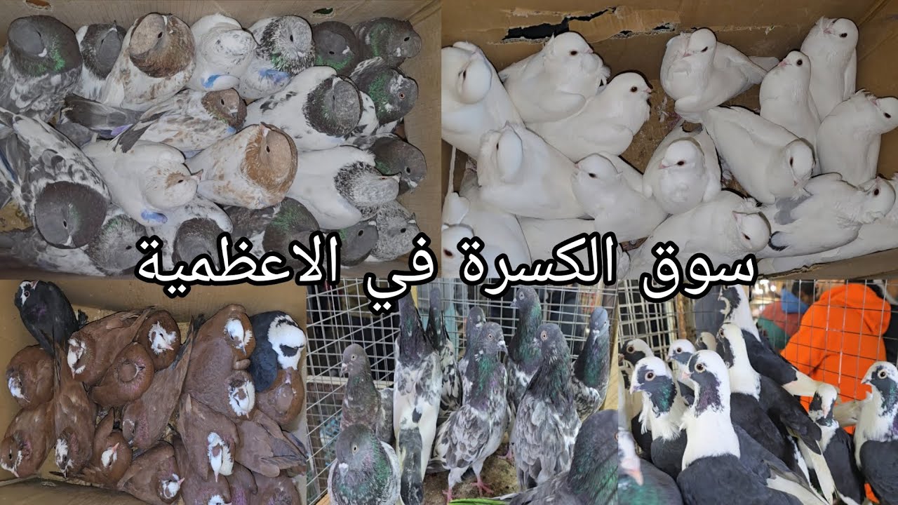 سوق الكسرة في بغداد منطقة الاعظمية انواع الحمام   اليوم الخميس 2025/12/18