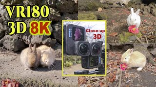 [ 8K 3D VR180 ] ウサギのクローズアップ 3D 映像 （伊豆大島：椿花ガーデン） Close-up Stereoscopic 3D video of rabbits