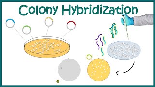 Colony hybridization  method | screening genomic or cDNA libraries