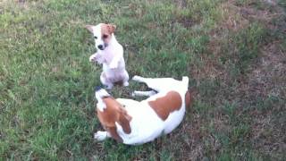 Its Not The Size Of The Dog In The Fight, Its The Size Of The Fight In The Dog.