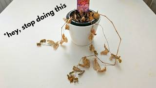 Give me 3min, this is why you suck at houseplants @KillThisPlant