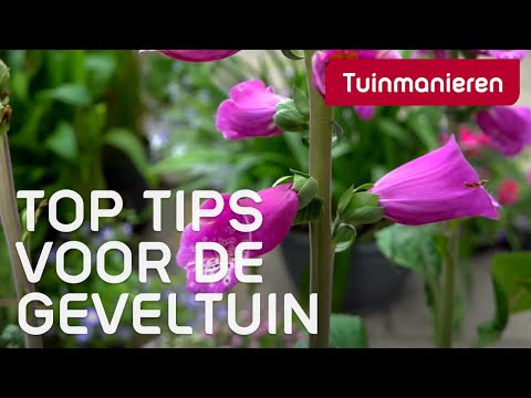 Video: Verbena-metgeselplanting: Wat is goeie Verbena-metgeselle