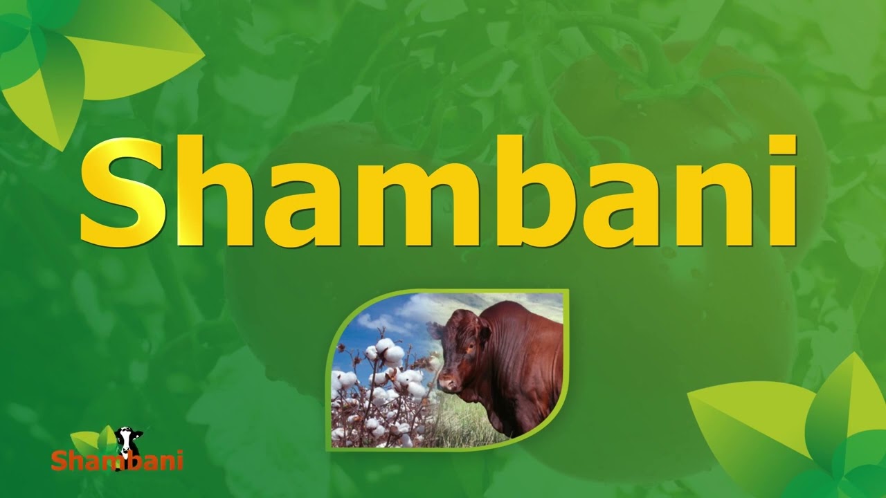 SHAMBANI KILIMO CHA NDIZI