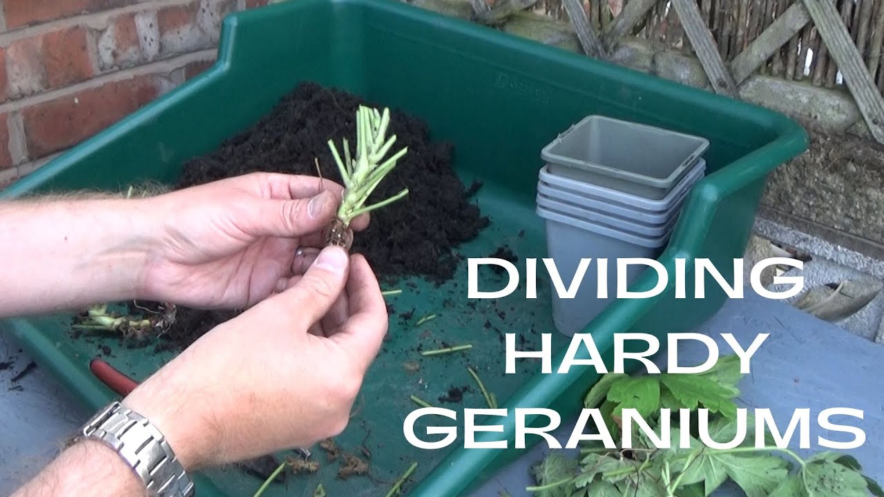 Dividing Hardy Geraniums | How to Divide Hardy Geranium | Hardy ...