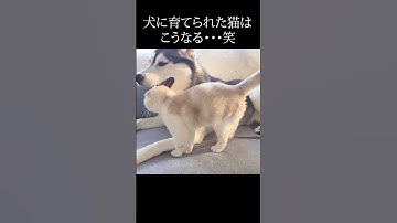 犬に育てられた猫はこうなる...#shorts