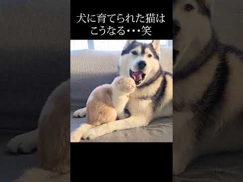 犬に育てられた猫はこうなる...#shorts