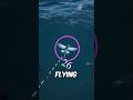 These are the Incredible Escape Secrets of Flying Fish 😱