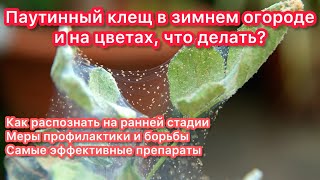 видео: ЗНАЙ ВРАГА В ЛИЦО - у меня паутинный клещ! Самые эффективные препараты для борьбы с ним и не только. картинка: ЗНАЙ ВРАГА В ЛИЦО - у меня паутинный клещ! Самые эффективные препараты для борьбы с ним и не только.