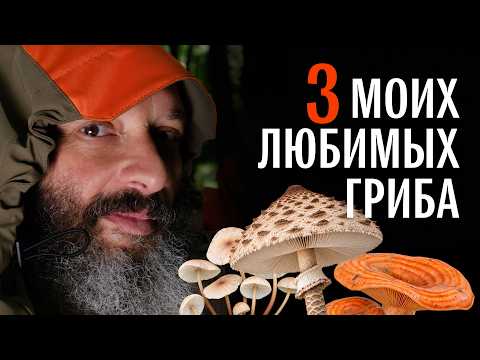 My 3 favorite mushrooms: Parasol, Garlic Mushroom, and Saffron Milk Cap. Mikhail Vishnevsky