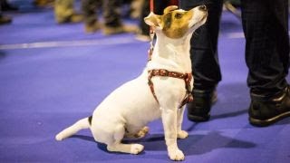 National Dog Show most perfect piece of programming I’ve ever seen: Seinfeld actor John O’Hurley