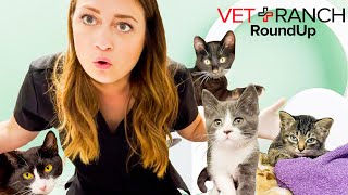 This was the HARDEST WEEK so far on VET RANCH ROUND UP! by Vet Ranch RoundUp 40,083 views 2 years ago 24 minutes