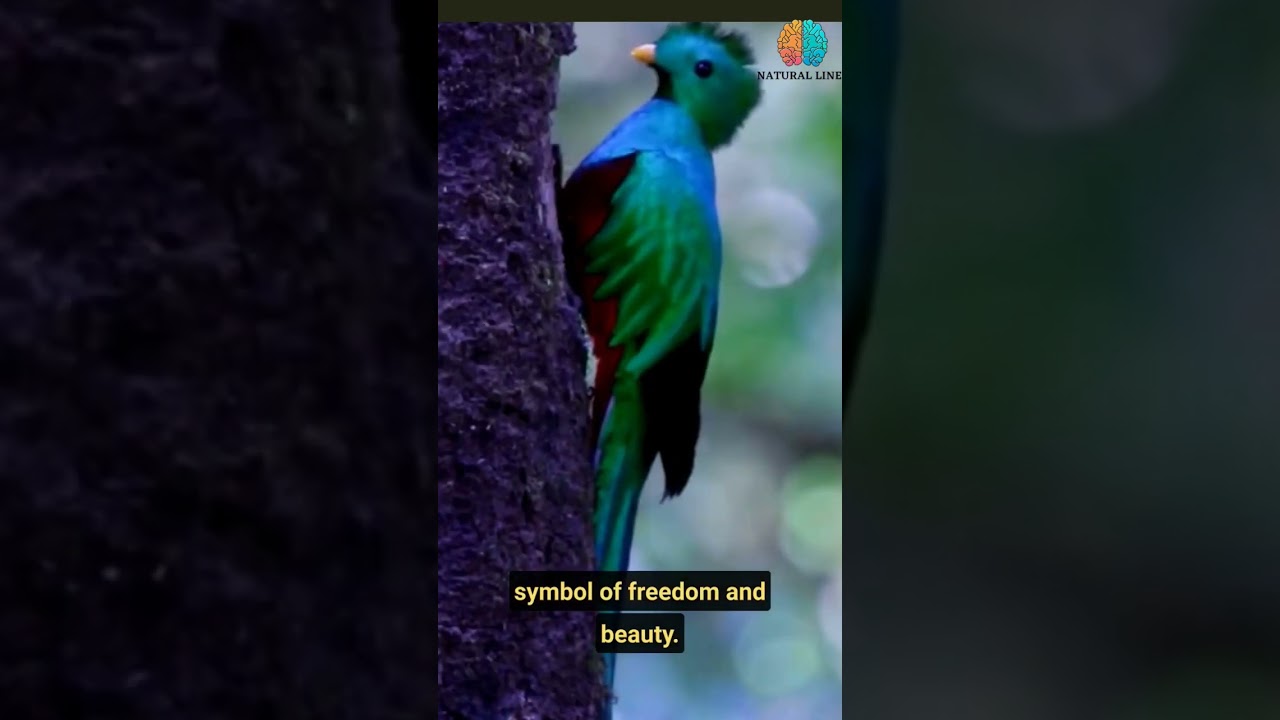 Quetzal: known for its long, iridescent tail feathers