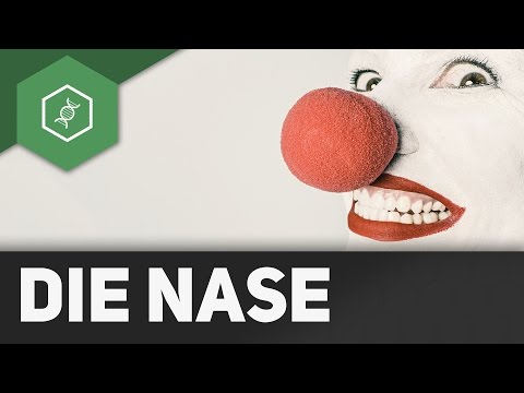 Die Nase – Organe des Menschen