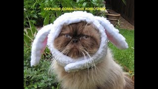 Домашние животные. Домашние животные.