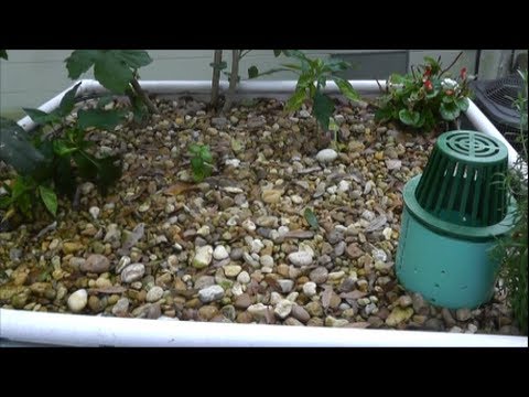 Can you grow potatoes with aquaponics? - My results - YouTube