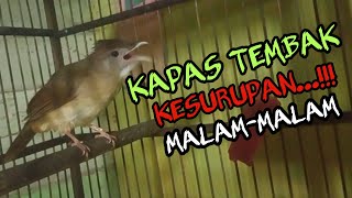KAPAS TEMBAK GACOR DI MALAM HARI PANCINGAN AMPUH...