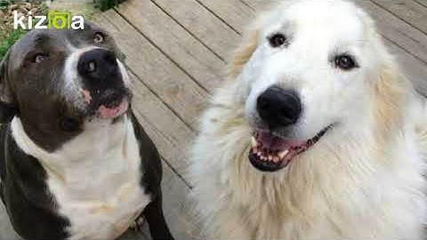 Kizoa Movie - Video - Slideshow Maker: the loves