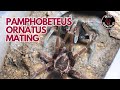 Pamphobeteus ornatus (Colombian Pink Bloom) Mating