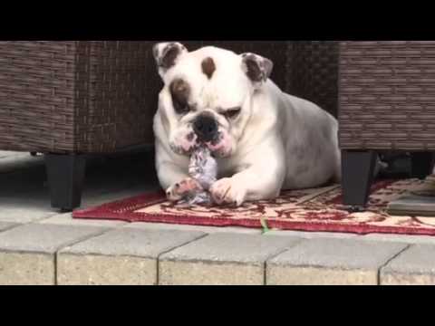 This is Fatboy, watch him wink at end