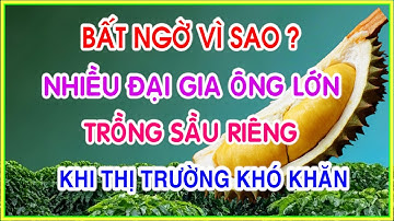 vì sao nhiều đại gia ông lớn tham gia trồng và bán sầu riêng trong bối cảnh nhiều thông tin bất lợi