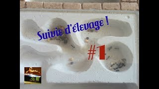 Suivi Délevage Messor Barbarus