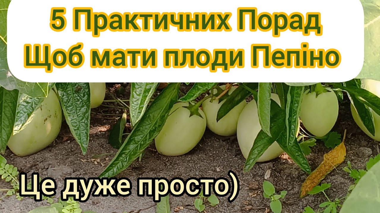 Пепіно, відповіді на запитання підписників і практичні рекомендації по вирощуванню)))