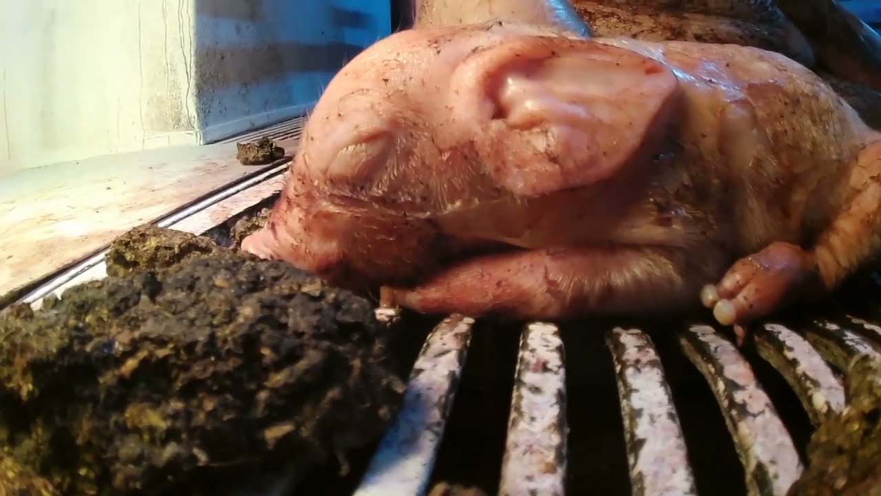 ヘルプアニマルズ ベジタリアンになろう