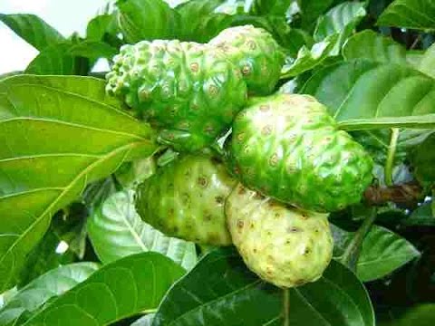 Herbal Jamsi, 082225959201, Obat Herbal Diabetes yang Ampuh, Jamsi Herbal