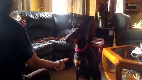 Dobie so mean, NOT!! Eats right from my mouth!