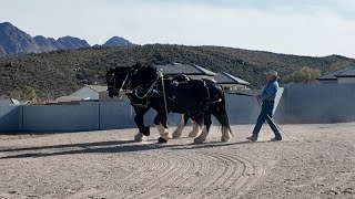 Team of Shires For Sale
